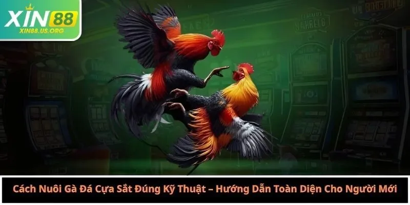 Cách Nuôi Gà Đá Cựa Sắt